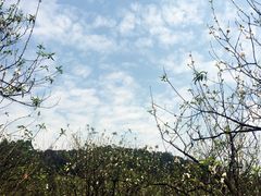 -南国桃园旅游度假区