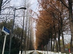 -上海长兴岛郊野公园