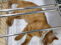 -瑞派·关忠动物医院·猫专科·犬专科(三环新城店)