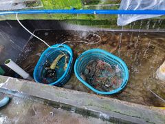 -鸿港海鲜批发市场