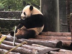-都江堰中华大熊猫苑