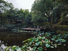 -红梅公园