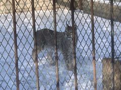 -新疆天山野生动物园