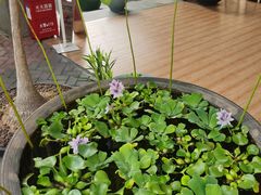 -813芭依珊 BAESAn(皇冠十畝地店)