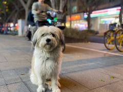 -成都爱之家动物救助中心