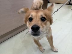 -瑞鹏宠物医院·宠保定点·心脏科·内科(御桥分院)