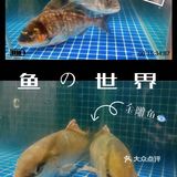 正宗顺德风味美食