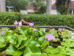 -三亚海棠湾万丽度假酒店