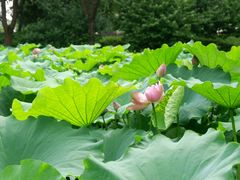 -陈家山荷花公园