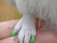 -北京观赏动物医院·24小时大型综合·猫专科·异宠专科