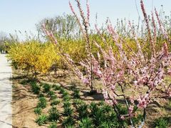 -永定河休闲森林公园
