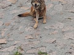 -西霞口神雕山野生动物世界