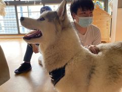 -Husky Go! 哈士奇体验馆·宠物咖啡厅狗咖