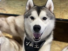 -Husky Go! 哈士奇体验馆·宠物咖啡厅狗咖