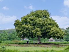 -良渚古城遗址公园