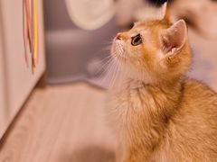 -Bastet sally猫舍购宠(静安店)