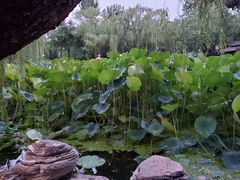-莲湖公园