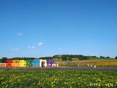 -莲花山花海