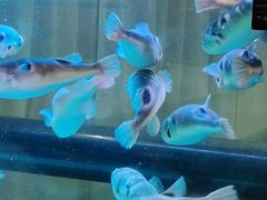 -肆月河豚·淮扬菜·湘菜(华天店)