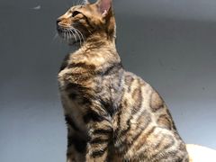 -Heymao猫咖.咖啡厅(东门店)