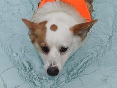 -帕帕拉兹宠物(亚洲旗舰店)