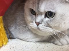 -中农大我爱我爱24h动物医院·中医针灸·猫专科·骨科医疗中心(双井店)