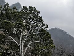 -王顺山国家森林公园