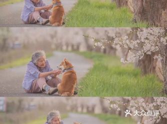 樱花树下85岁老奶奶和柴犬暖哭这个春日
