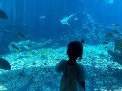 -海棠湾洲际-涛·海底餐厅·美人鱼·自助餐·海底隧道