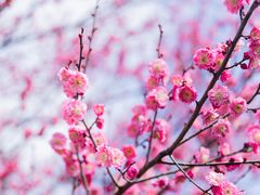 -上海辰山植物园