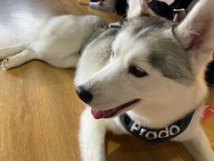 -Husky Go! 哈士奇体验馆·宠物咖啡厅狗咖