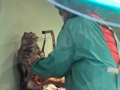 -喵宠乐园·撸猫互动·猫舍