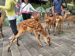 -北京鹿世界主题园