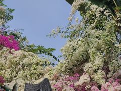 -深圳国际园林花卉博览园