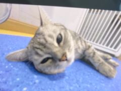 -天使宠物医院·犬猫分诊(彩虹店)