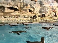 -帝企鹅自助餐厅•儿童岛•真企鹅(长隆企鹅酒店)