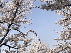 -顾村公园