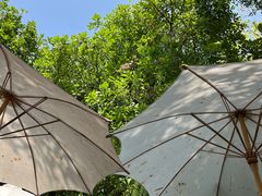 -Fern Forest Cafe