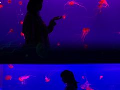 -多彩贵州城极地海洋世界