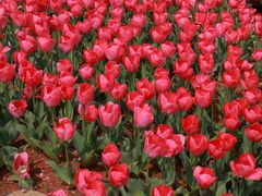 -八大山人梅湖景区