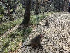 -苏州上方山国家森林公园