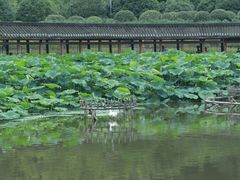 -龙头寺公园
