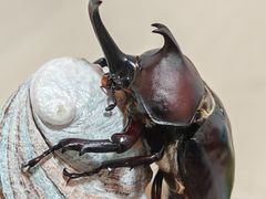 -上海昆虫博物馆