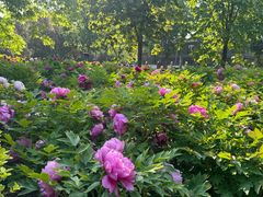 -莲花池公园