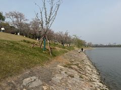 -羊山湖公园