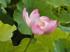 -陈家山荷花公园