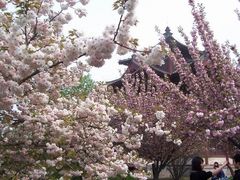 -西安青龙寺遗址景区