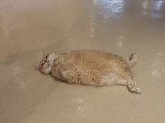 -藏猫猫咖啡主题馆(中央大道店)