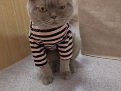 -猫和宫(六道口店)