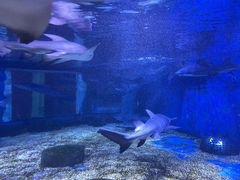 -成都浩海立方海洋公园